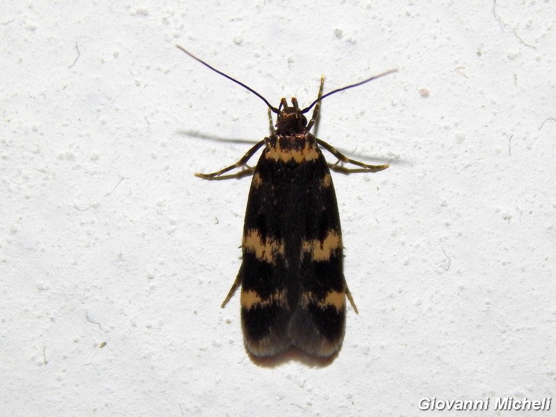 Piccolo lepidottero da ID